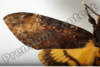 Death-head Hawkmoth - Acherontia atropos 0015